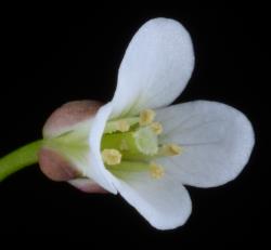 Cardamine forsteri. Side view of flower.
 Image: P.B. Heenan © Landcare Research 2019 CC BY 3.0 NZ